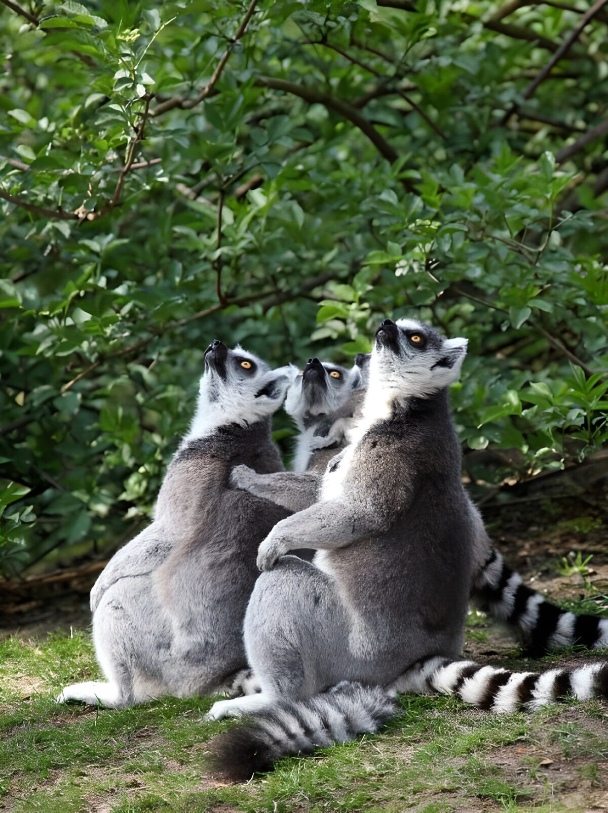 Curious Lemurs in Nature