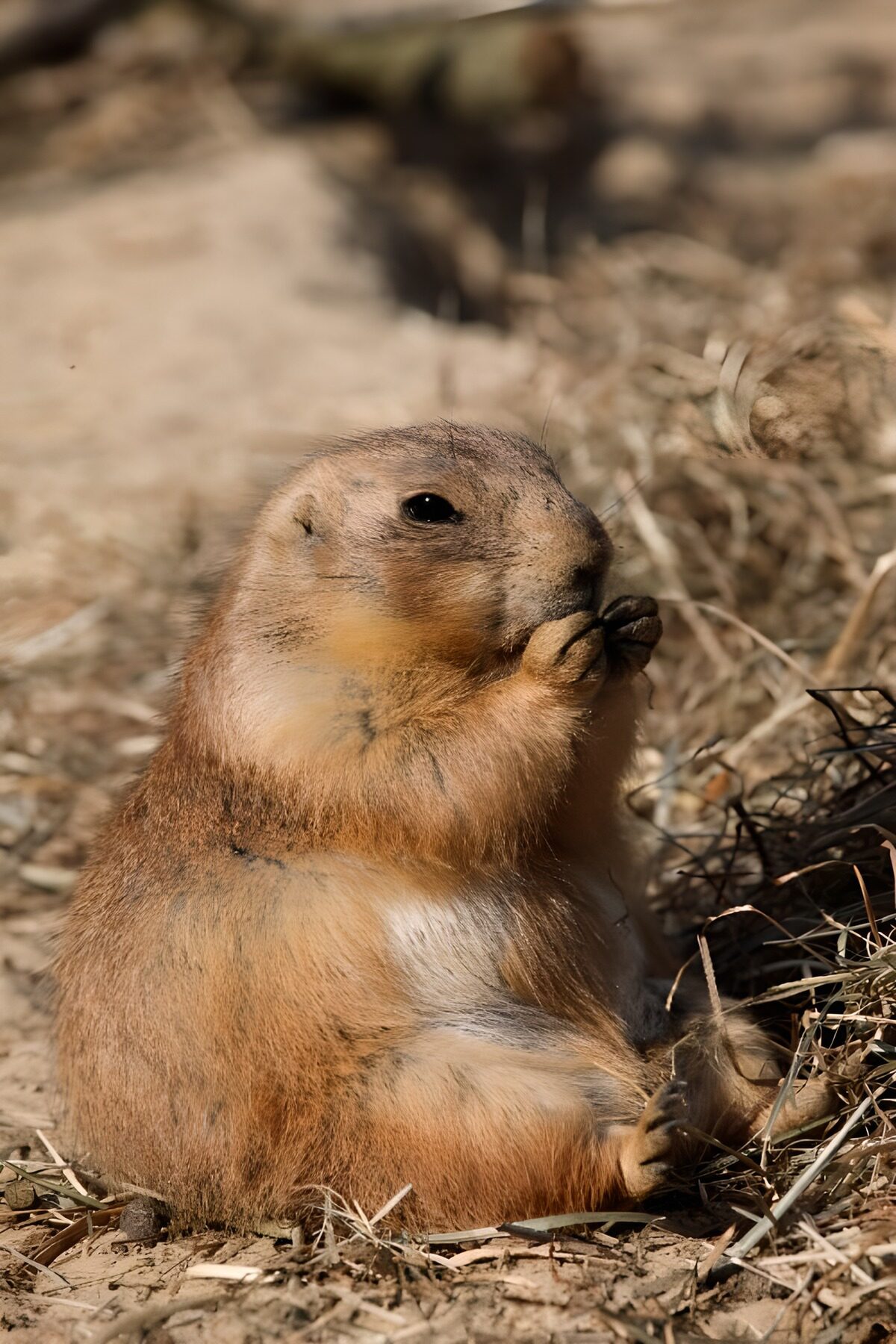 Relaxed Prairie Dog Enjoying a Snack