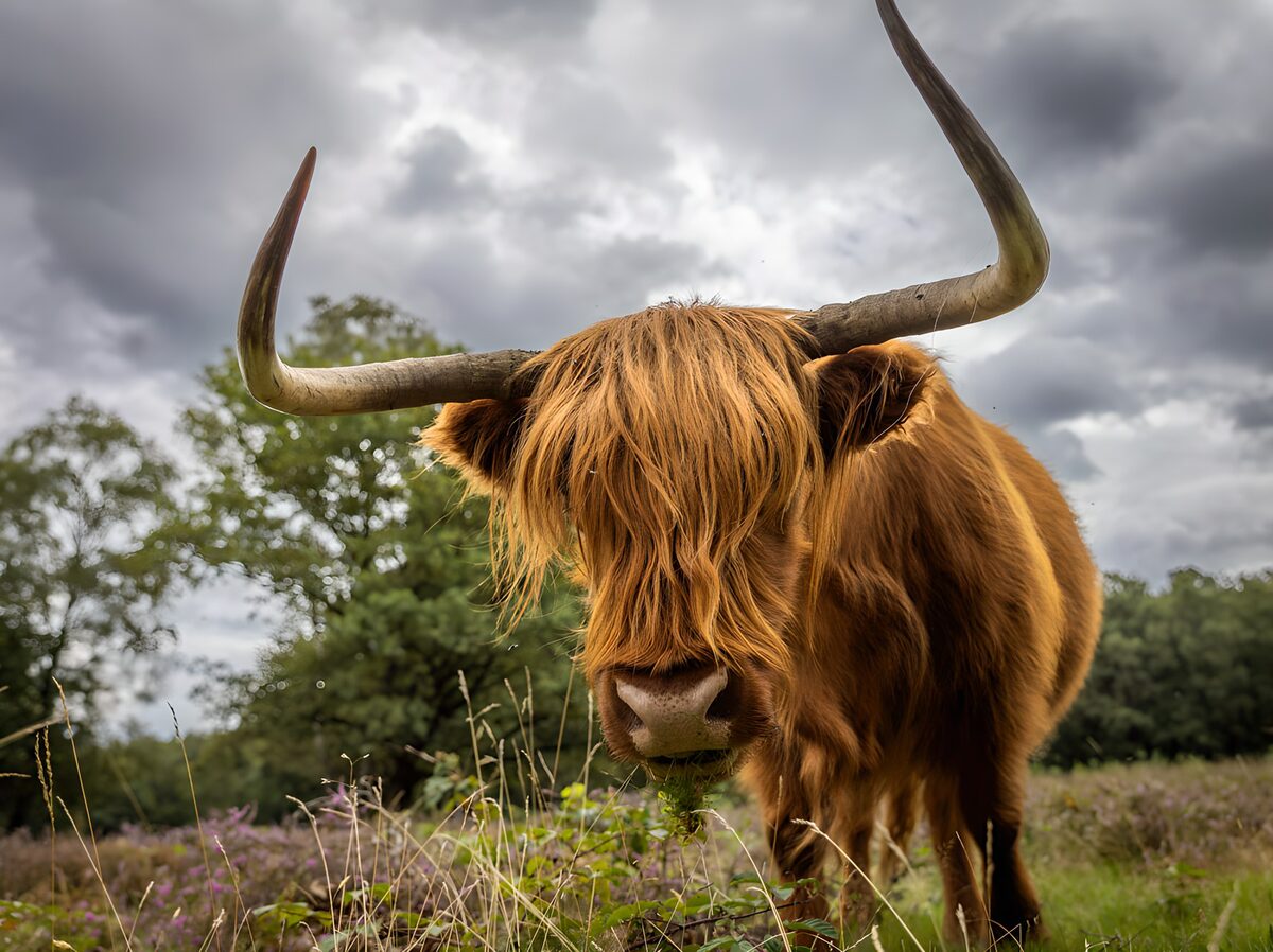 OCUK77113: Highland Cow in a Pastoral Landscape