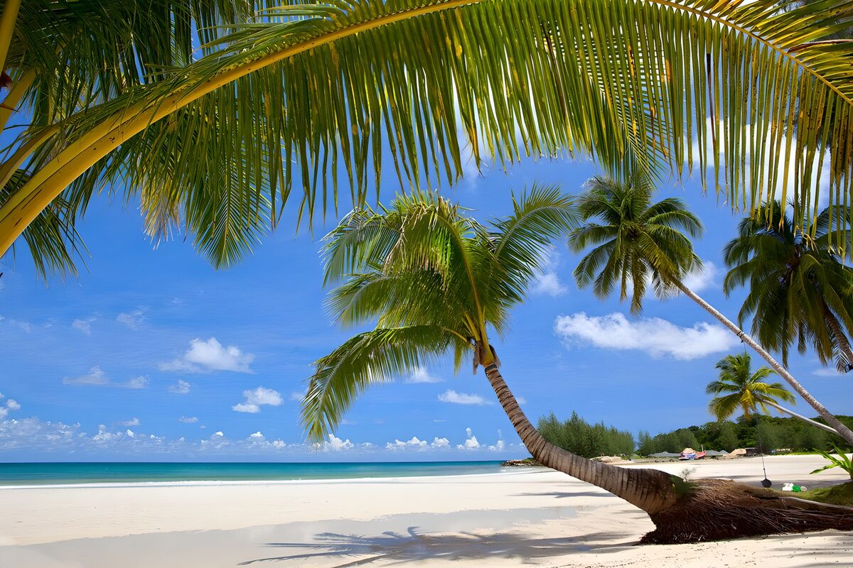 OCUK99714: Beautiful white beach with the most wonderful palmtrees