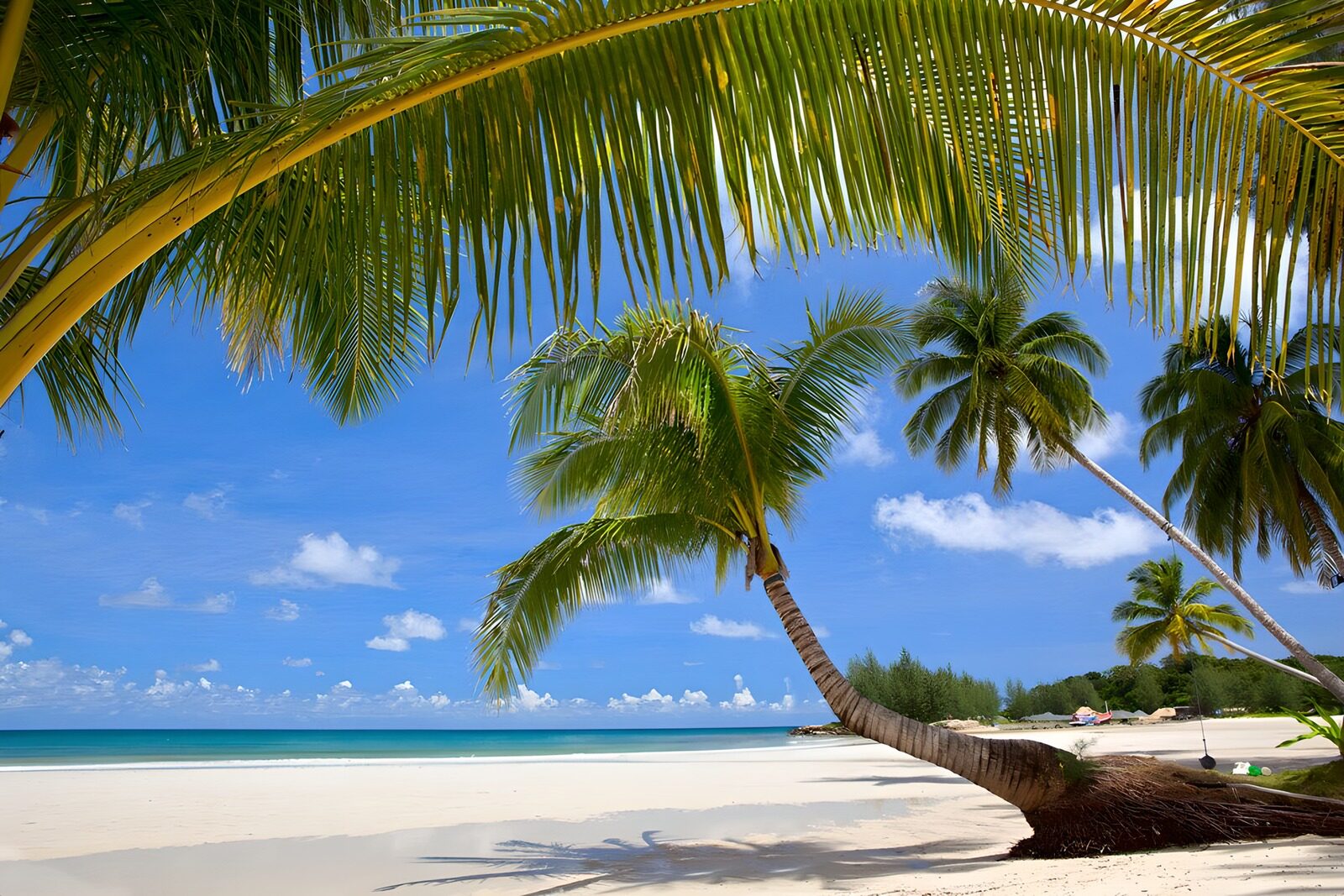 OCUK99714: Beautiful white beach with the most wonderful palmtrees