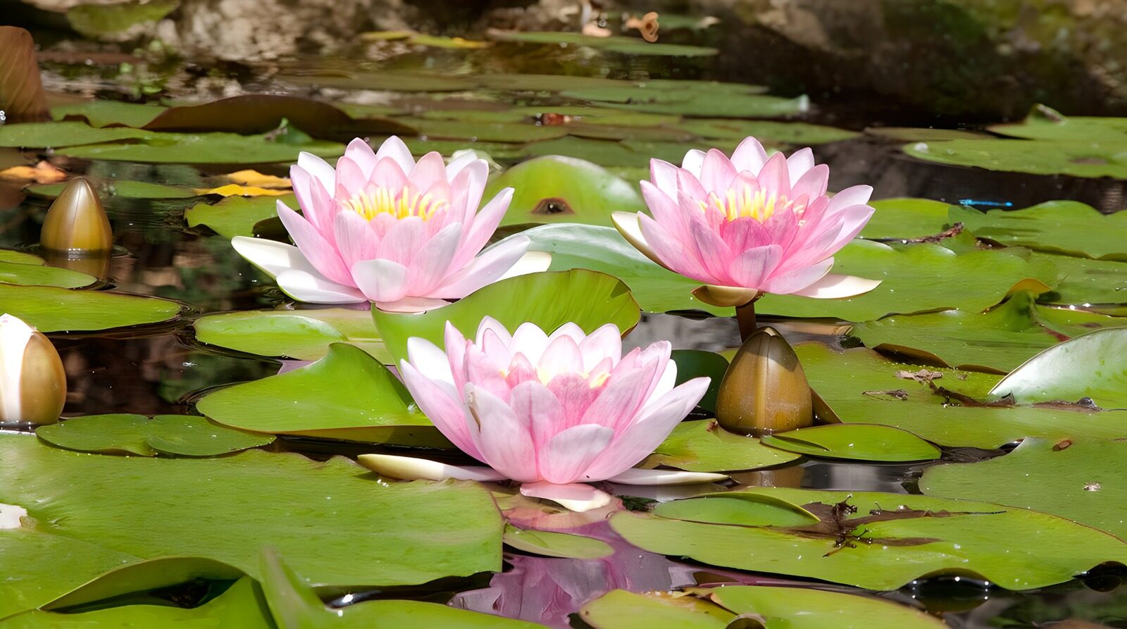 OCUK32136: Tranquil Water Lilies in Bloom