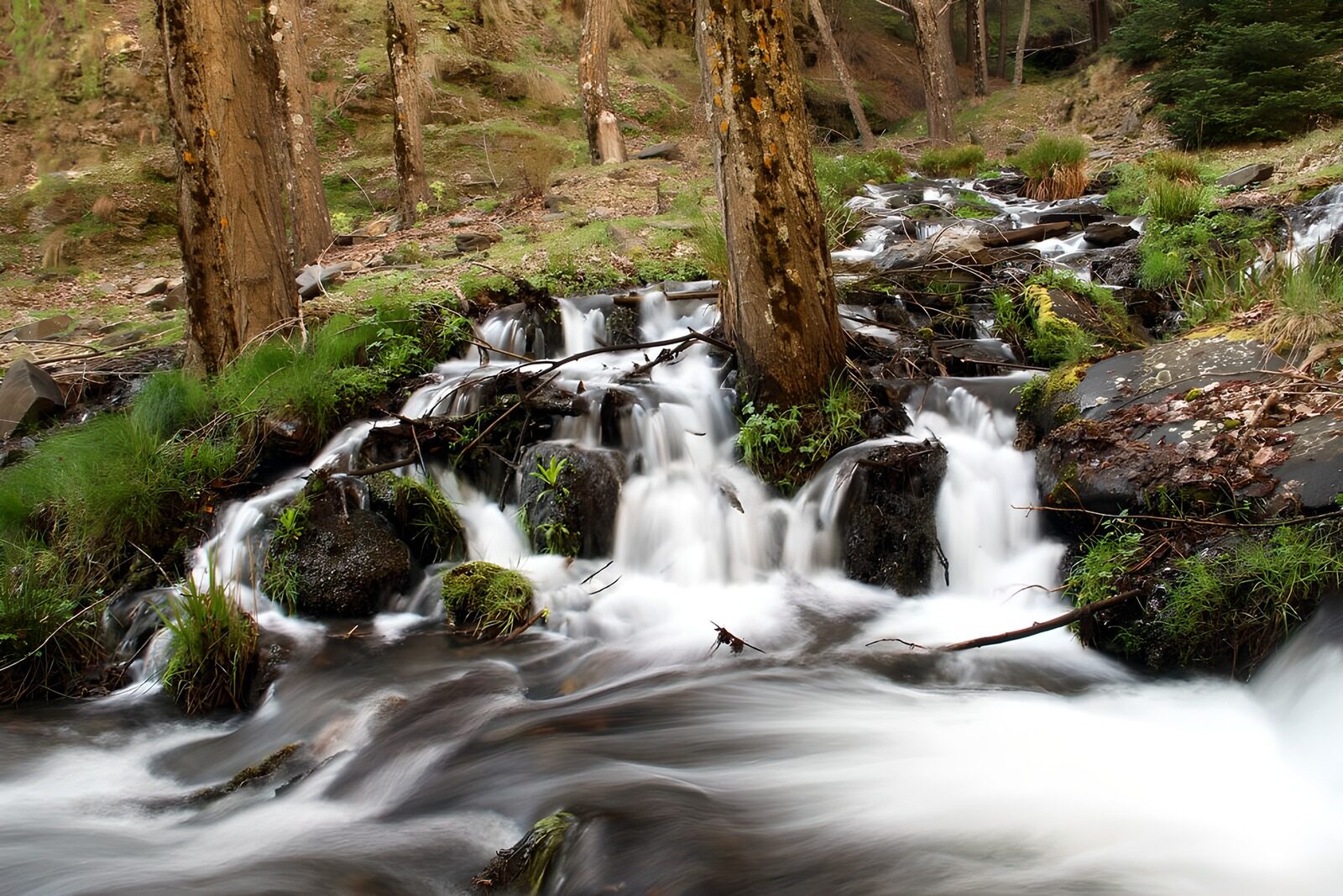 OCUK12840: Serene Forest Stream