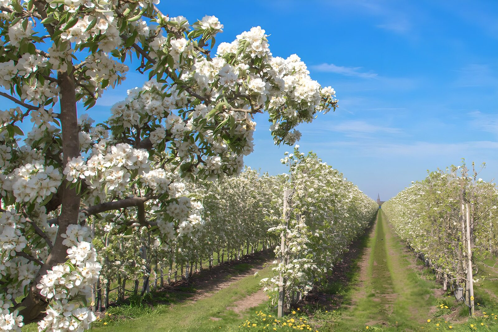 OCUK57351: Blooming Orchard Under Clear Blue Sky