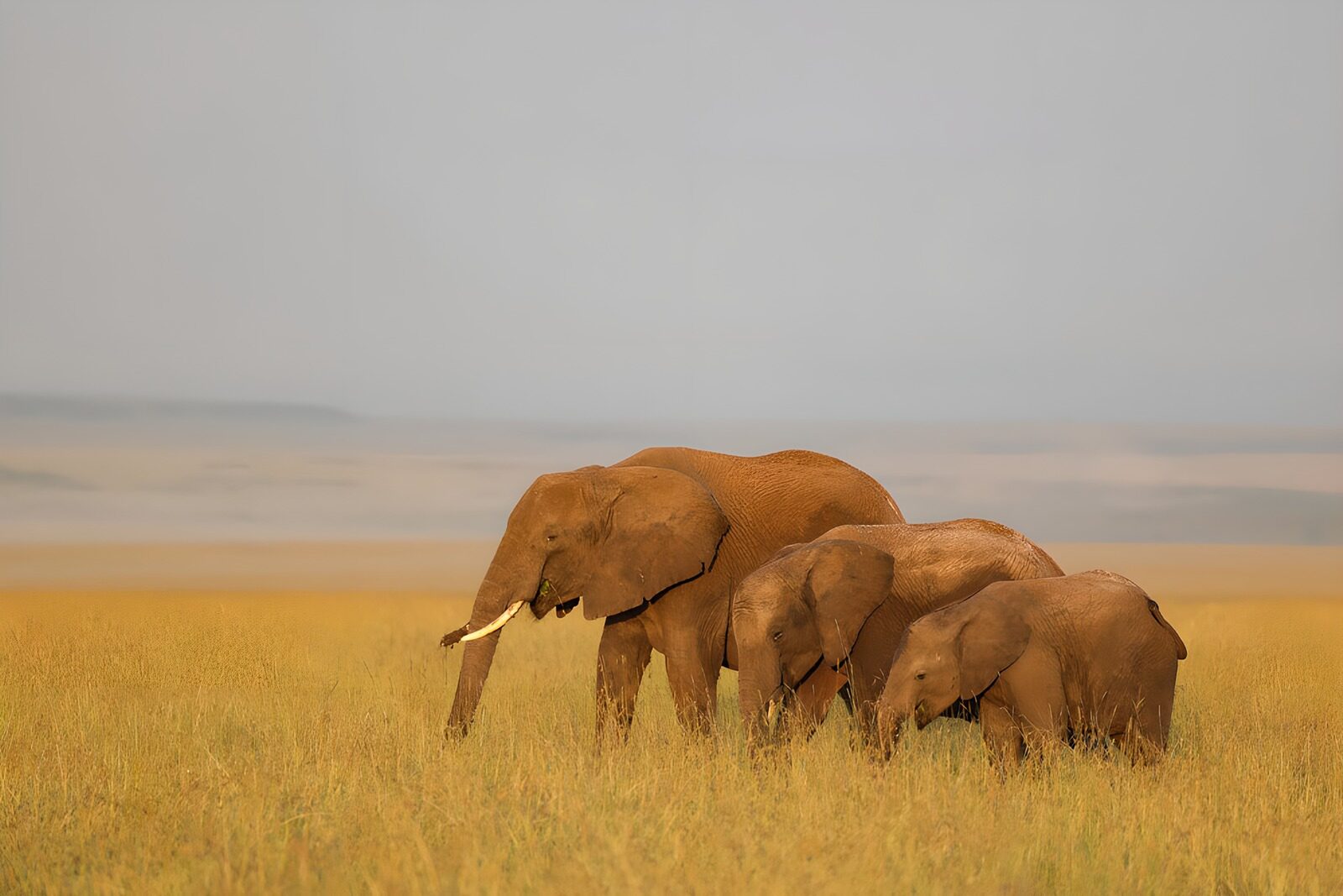 OCUK90827: Majestic Elephants in Golden Grasslands