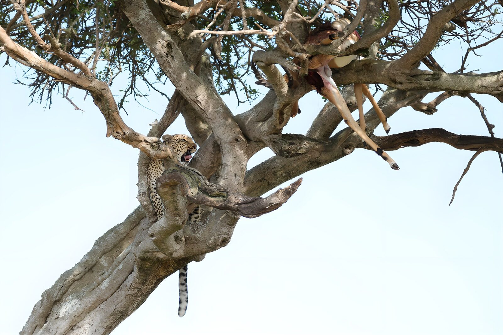 OCUK53706: Leopard's Throne: A Surprising Find