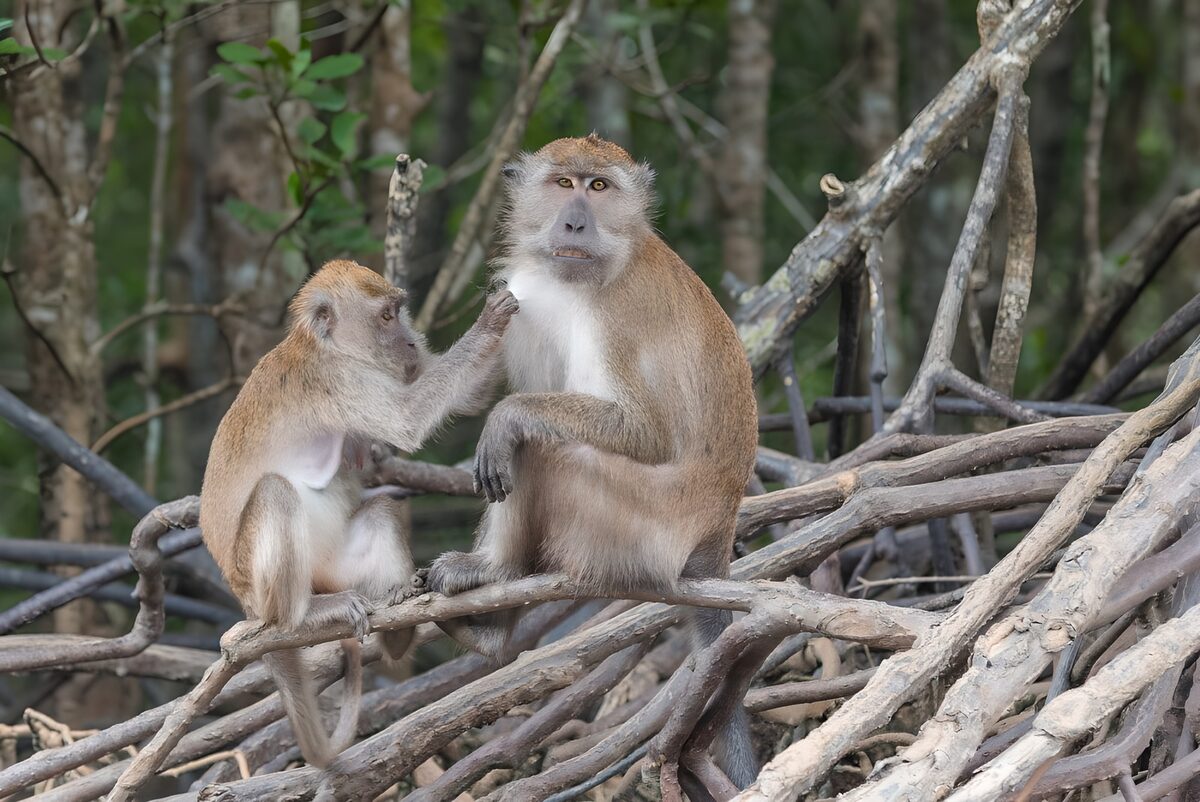 Playful Monkeys Among the Roots