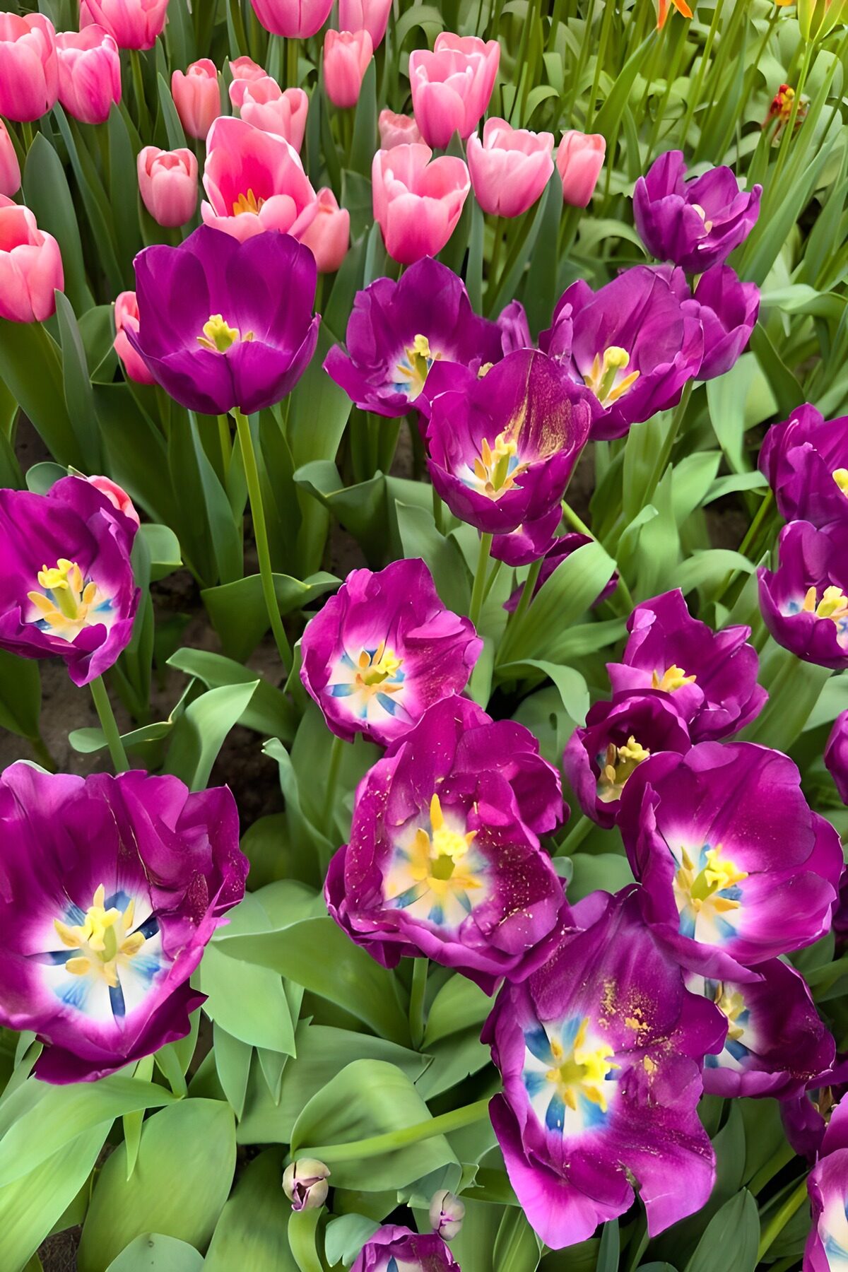 Vibrant Tulip Harmony