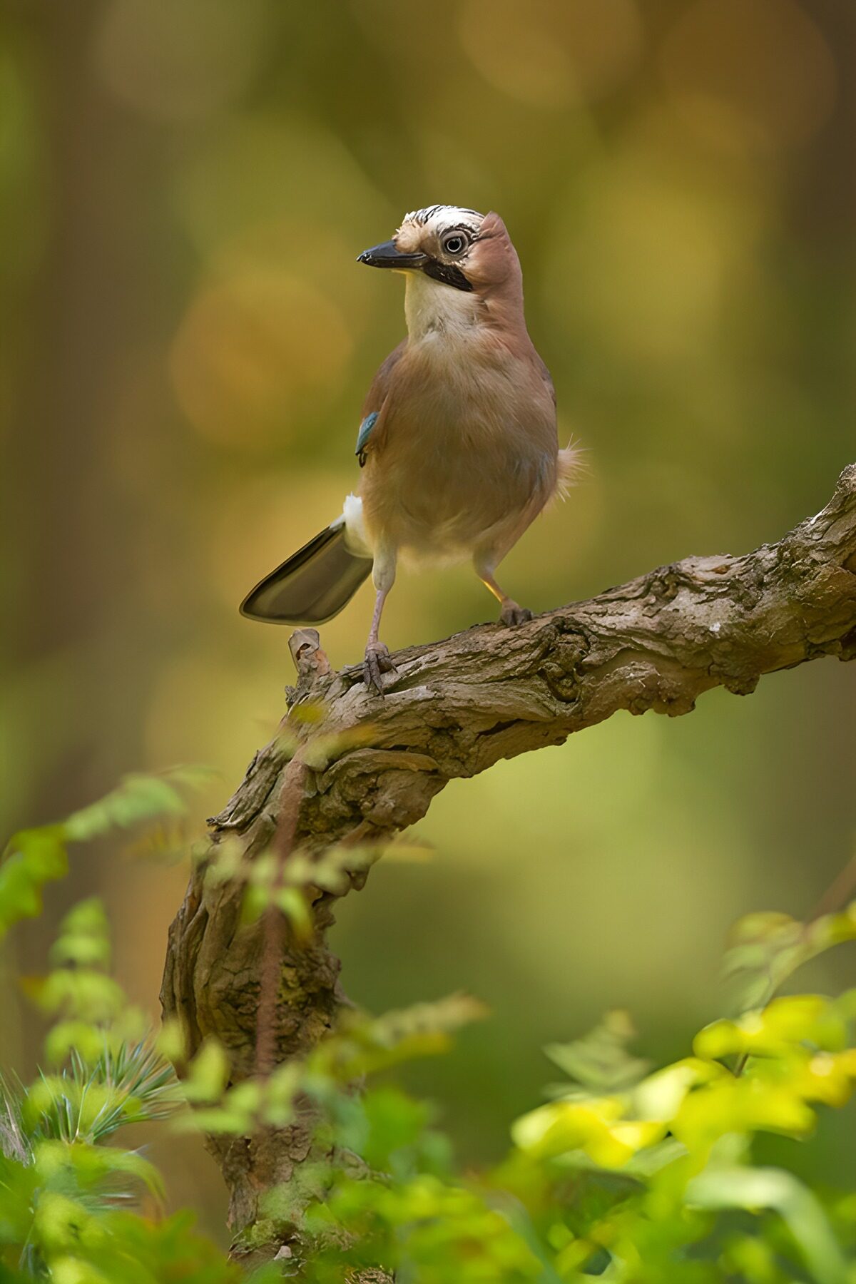 OCUK66977: Majestic Jay on a Branch