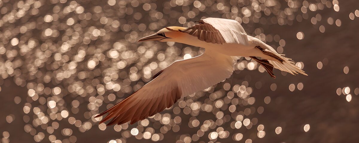 OCUK35911: Elegant Flight of a Seabird