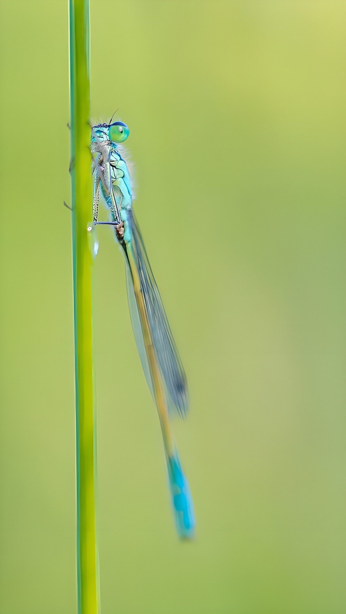 OCUK13457: Delicate Dragonfly on Green Stem