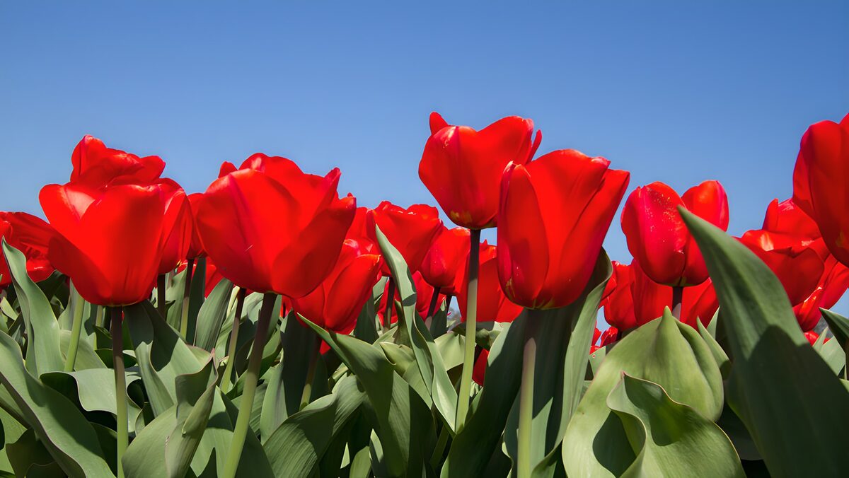 OCUK74815: Vibrant Red Tulips Under Clear Skies