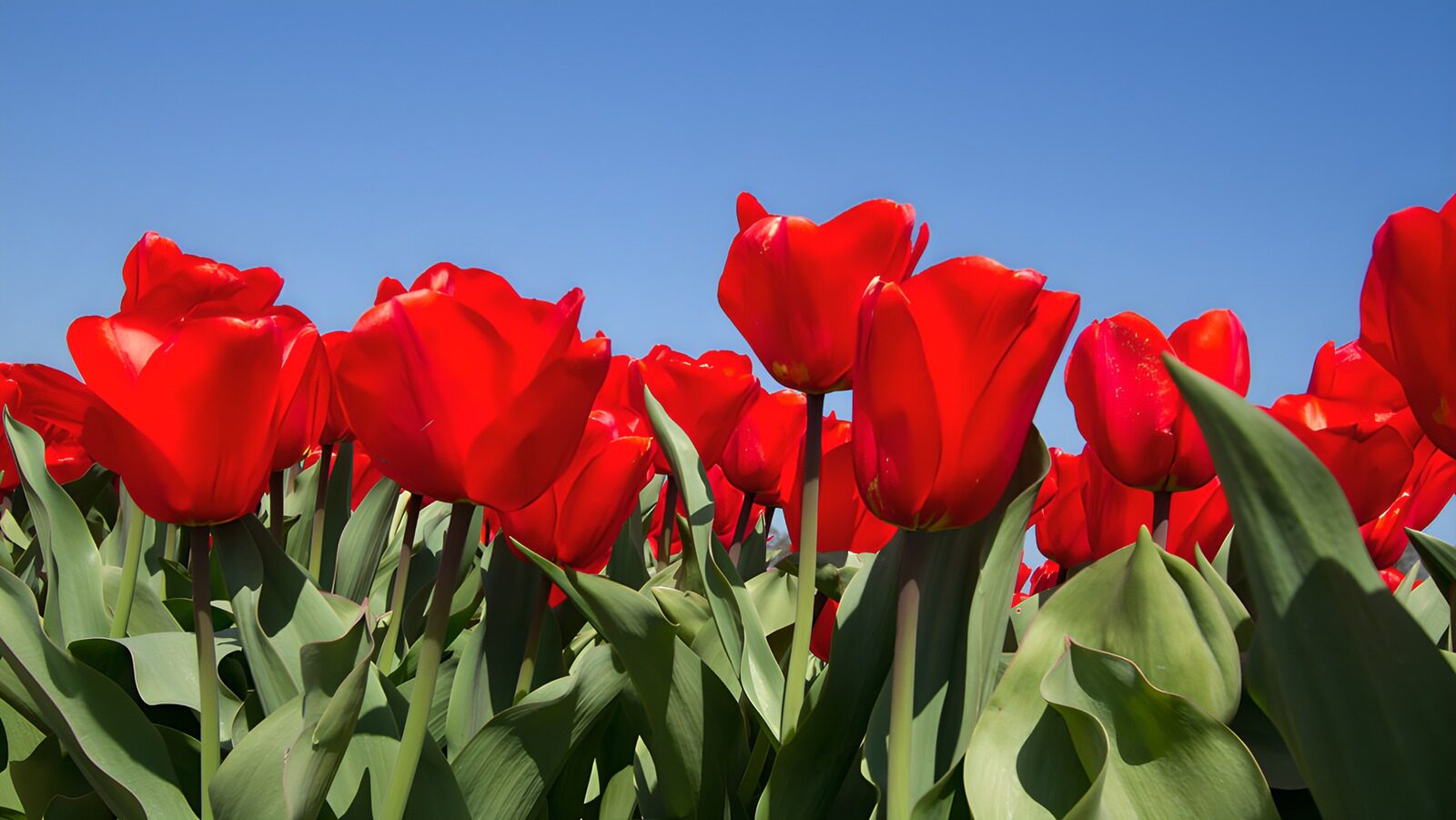 OCUK74815: Vibrant Red Tulips Under Clear Skies
