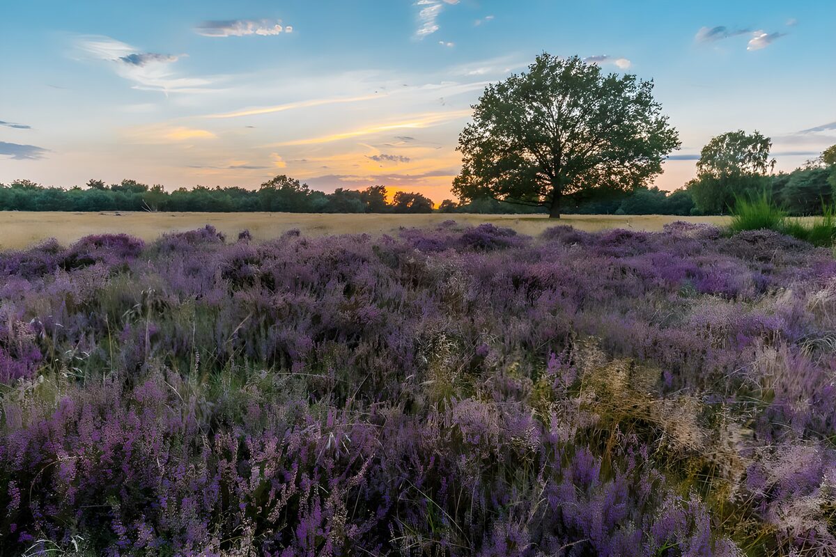 OCUK37733: Serene Heather Field at Sunset