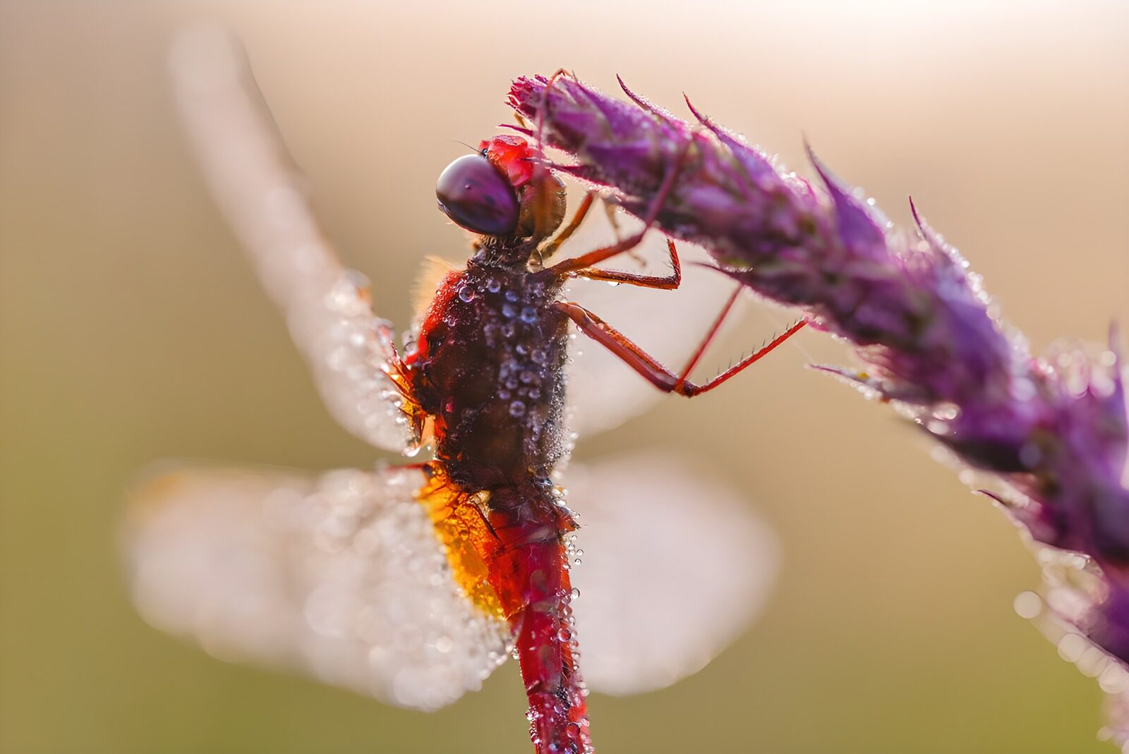 OCUK27834: Dewy Dragonfly on Purple Blossom