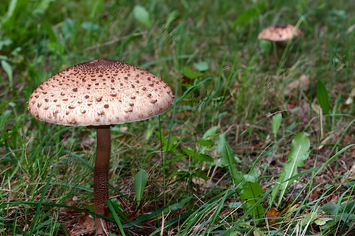 OCUK60555: Spotted Mushroom in Lush Green Grass