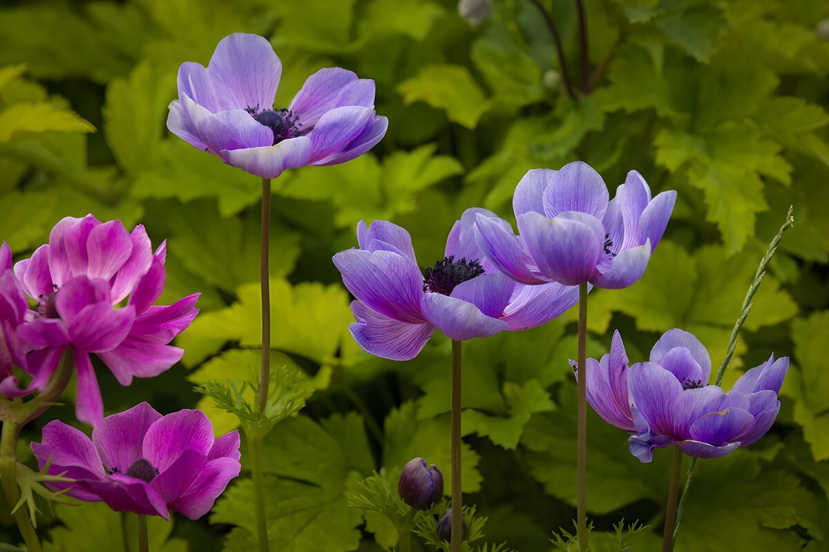 OCUK54472: Purple Anemones in Green Foliage