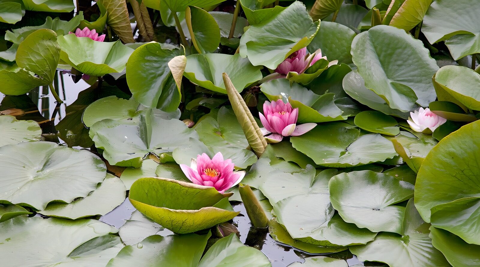 OCUK64075: Tranquil Water Lilies in Bloom