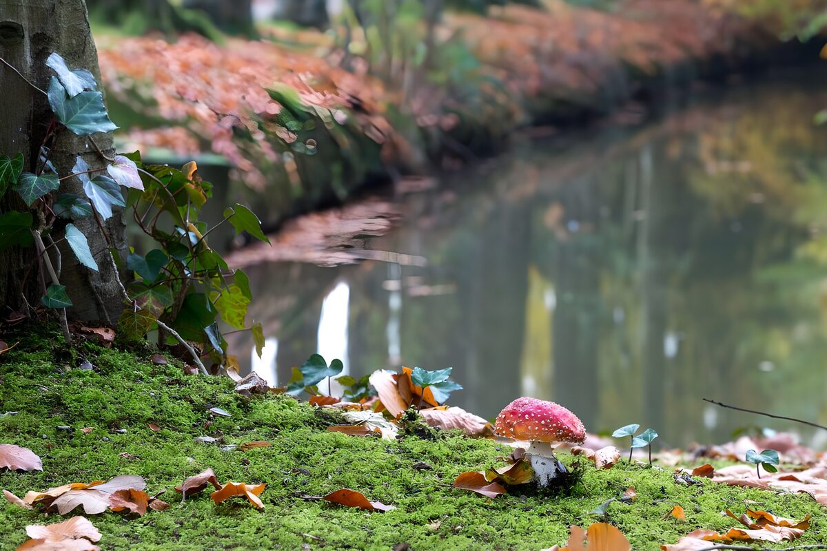 OCUK62014: Fly agaric with a pond in the background