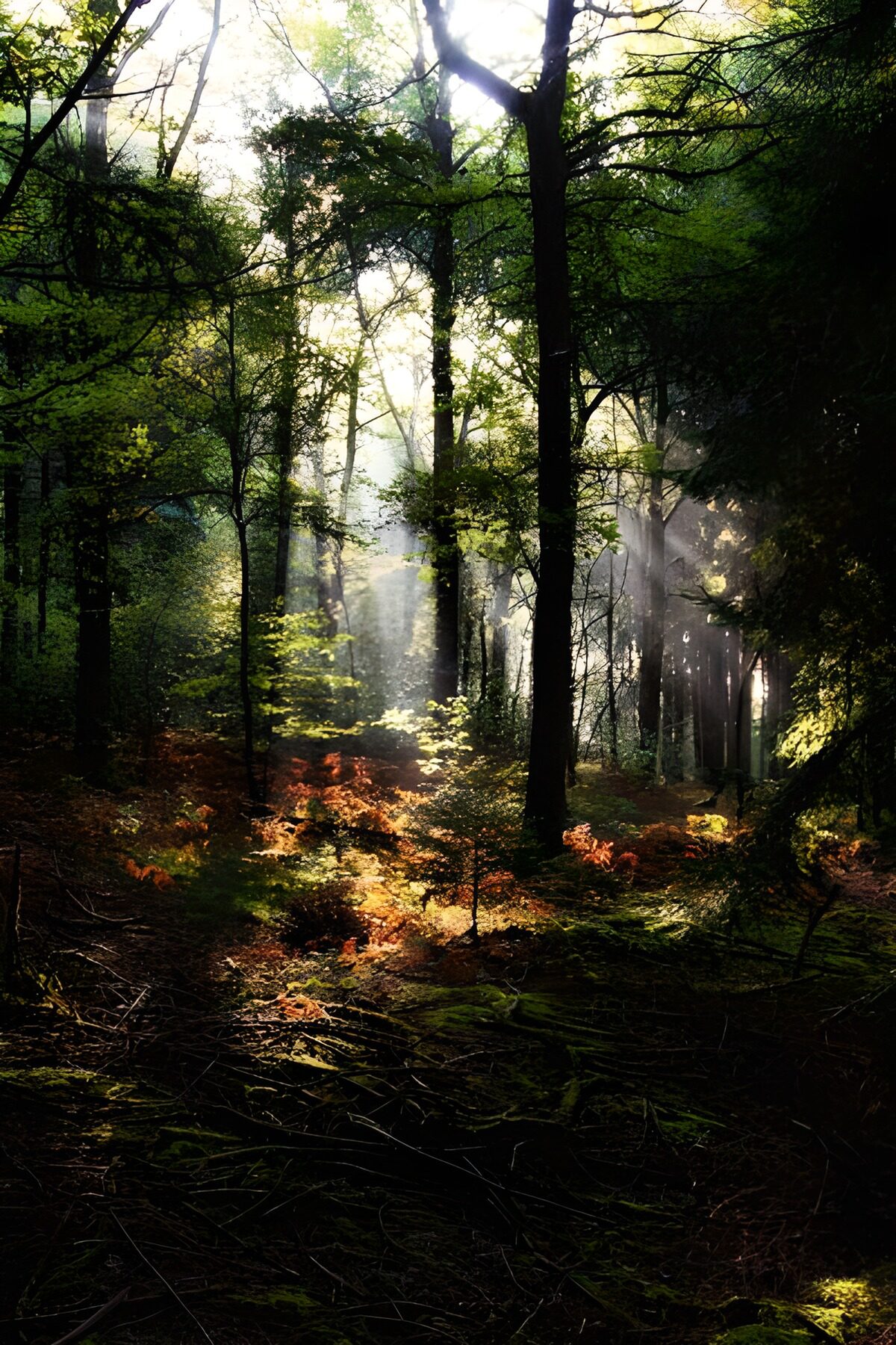 OCUK38846: Forest & Parks 31