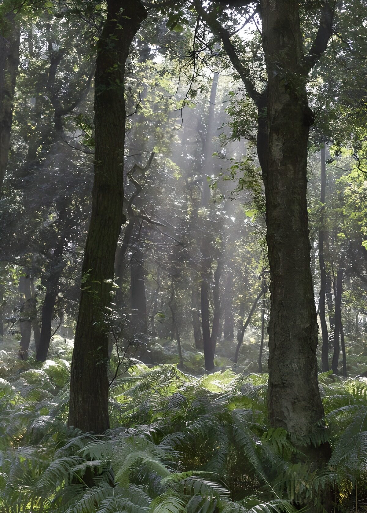 OCUK35906: Ferns in the forest