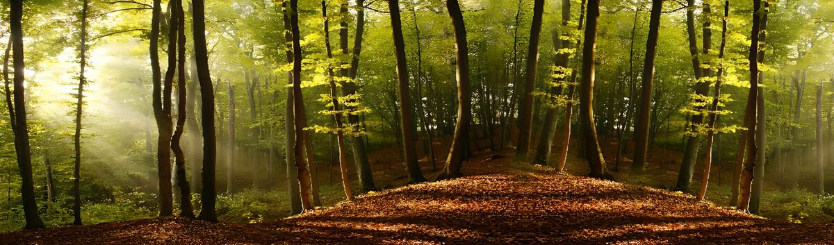 OCUK53877: Enchanted Forest in Autumn Light