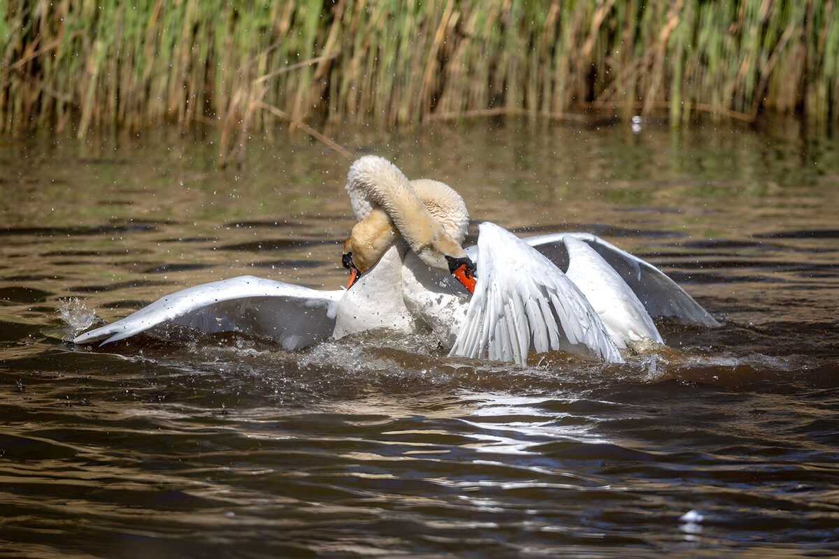 OCUK77364: Graceful Encounter of Swans