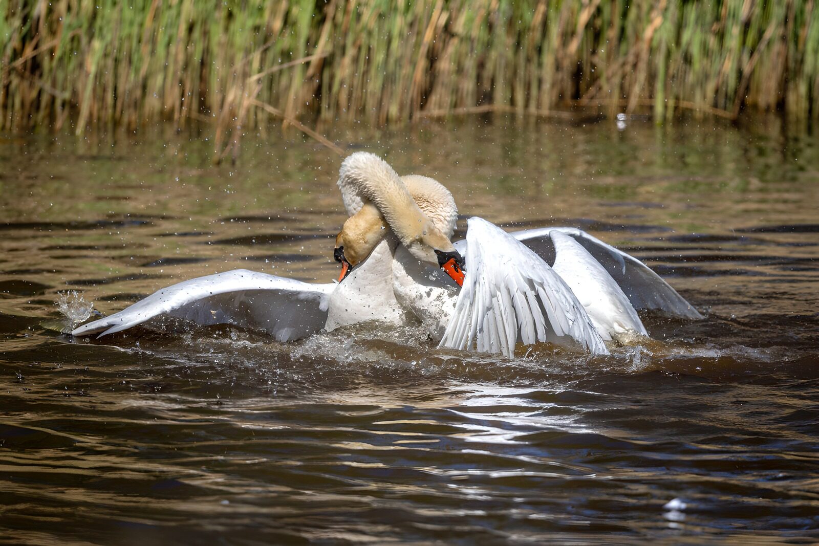 OCUK77364: Graceful Encounter of Swans