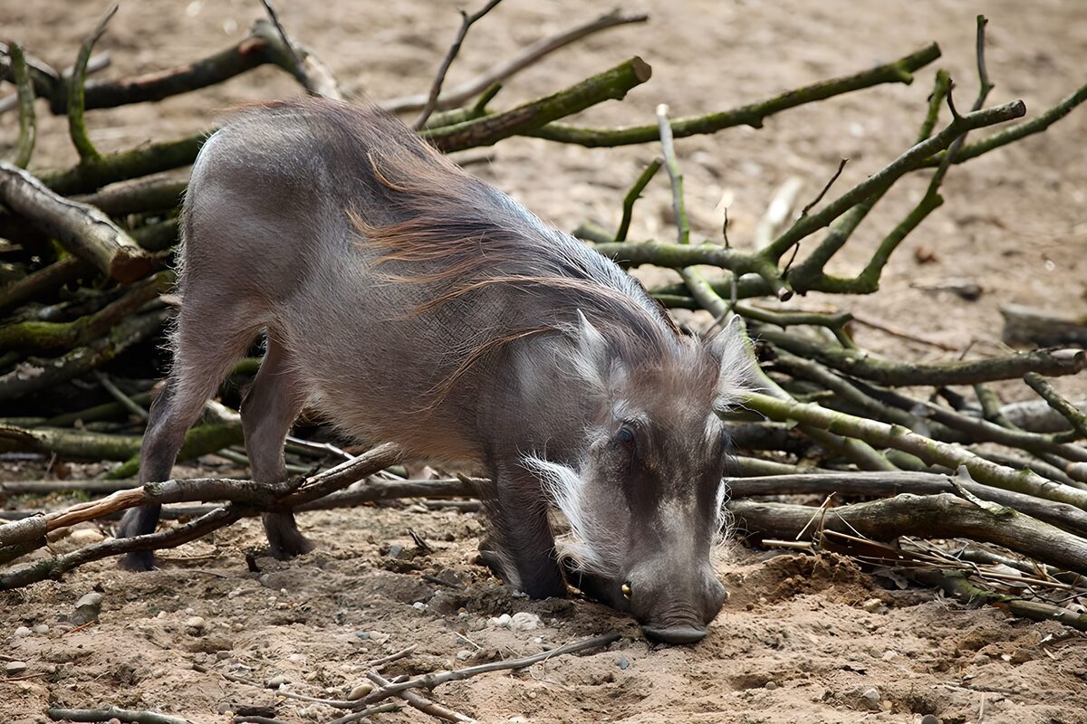 OCUK94786: Curious Warthog Amongst Sticks
