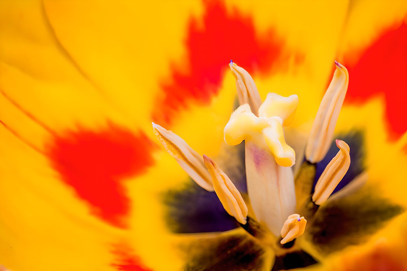 OCUK39493: Vibrant Tulip Center