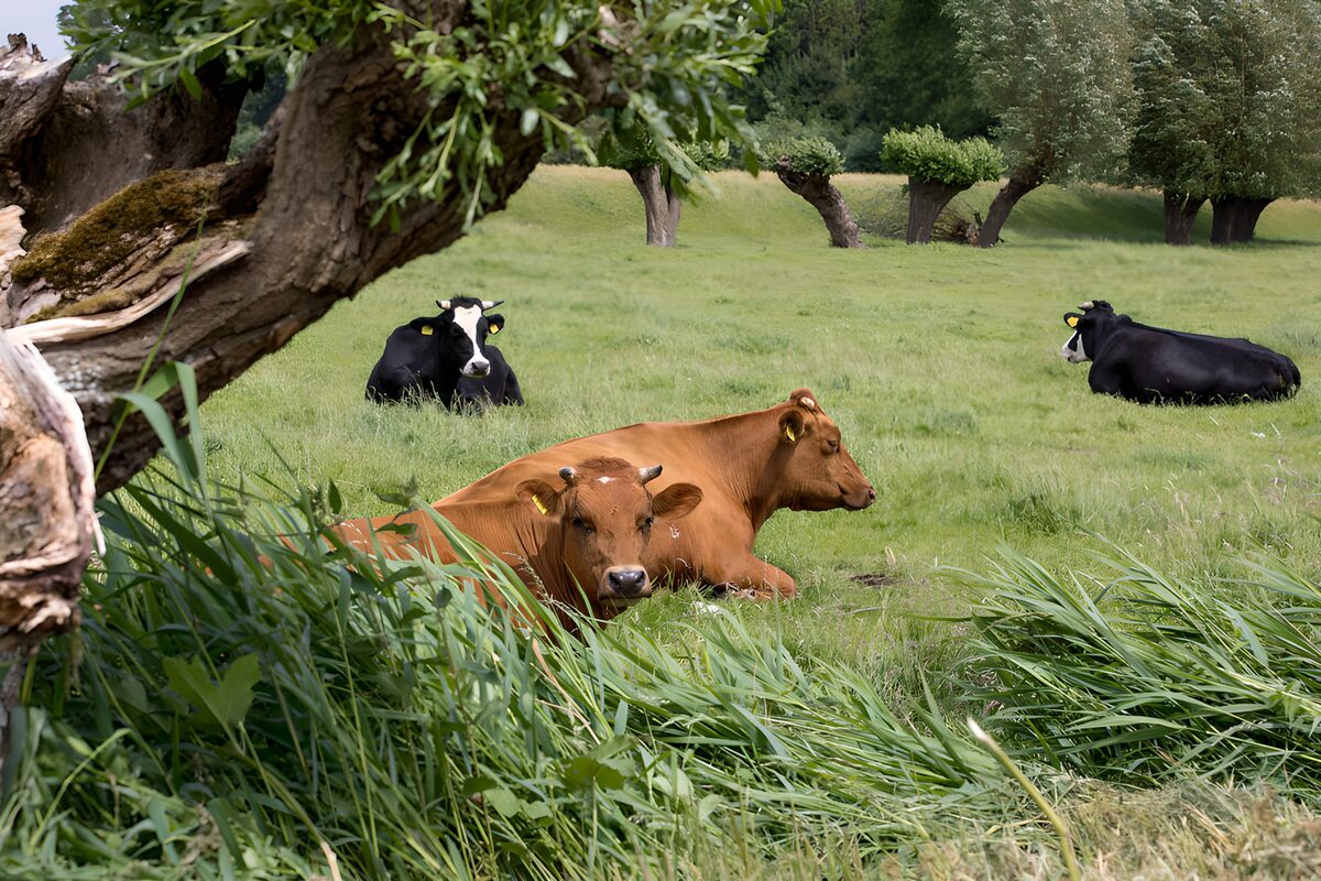 OCUK87319: Tranquil Pasture Scene with Cows