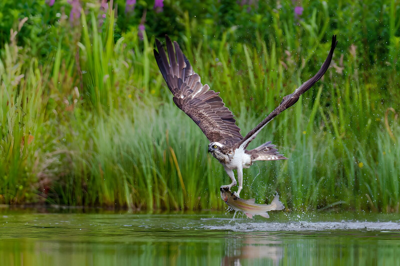 OCUK27349: Osprey Catching Dinner