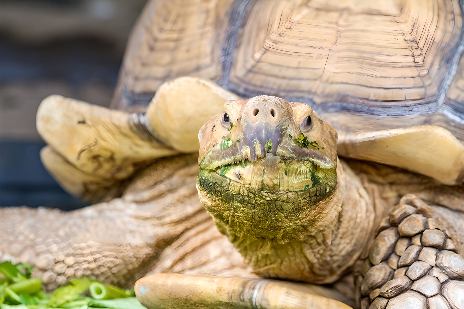 OCUK27041: Majestic Tortoise Close-Up