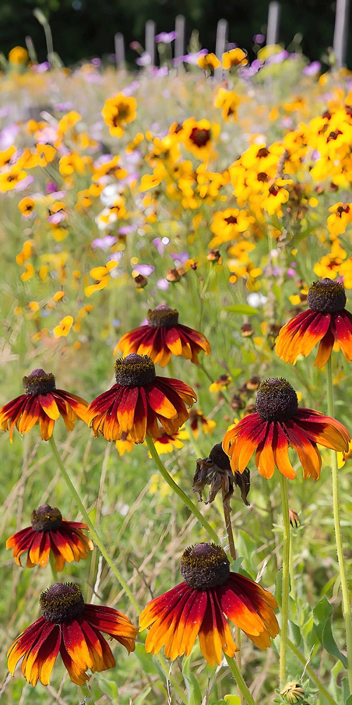 OCUK90917: Vibrant Wildflower Meadow