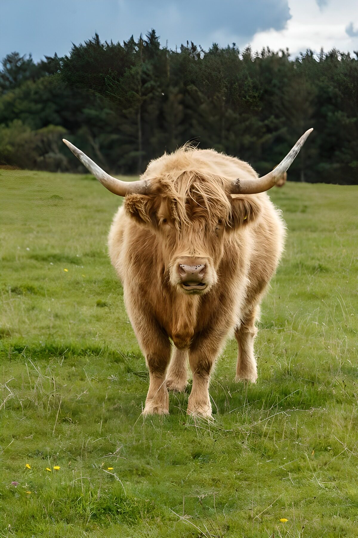 OCUK86088: Majestic Highland Cow Grazing