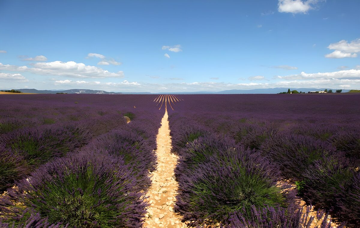 Lavender Fields Under Blue Skies