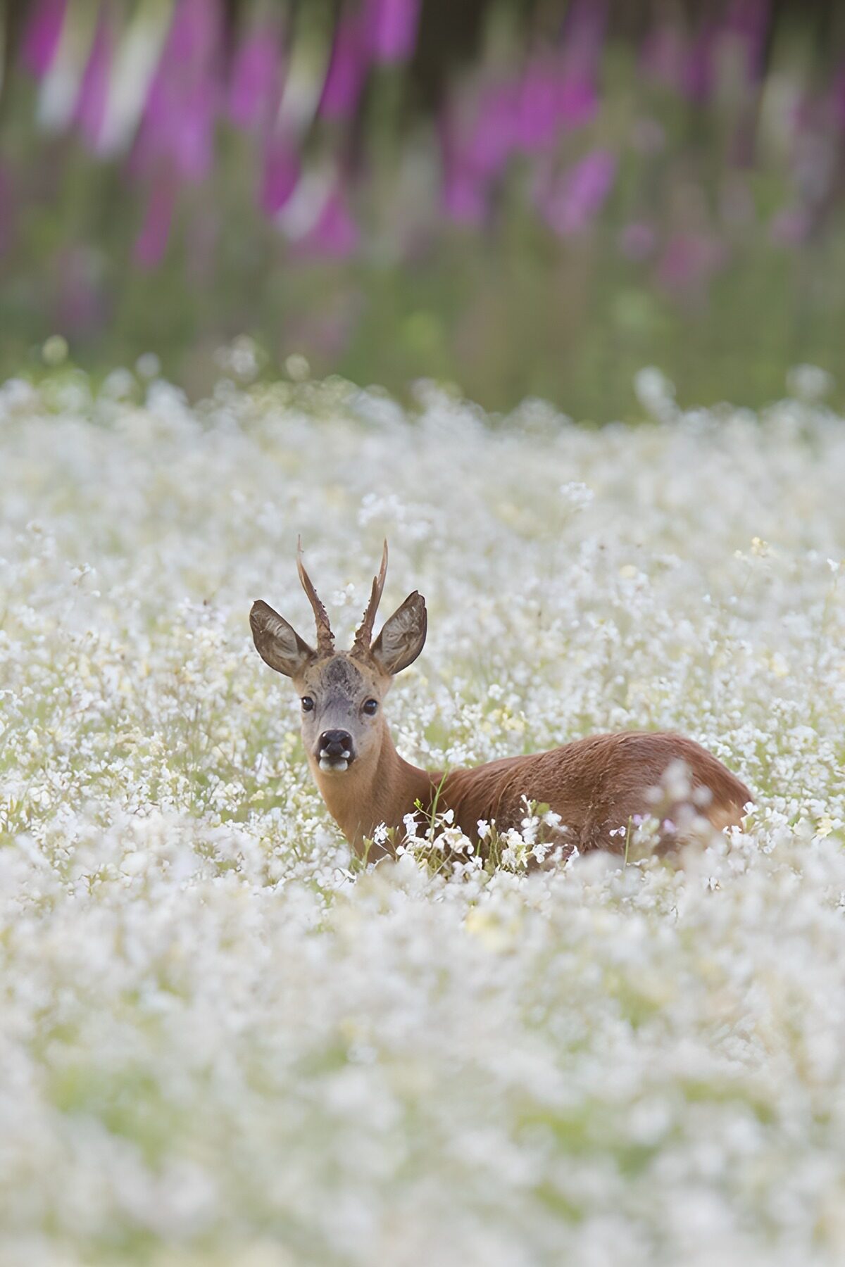 OCUK28215: Young Roe Deer in Flower Field