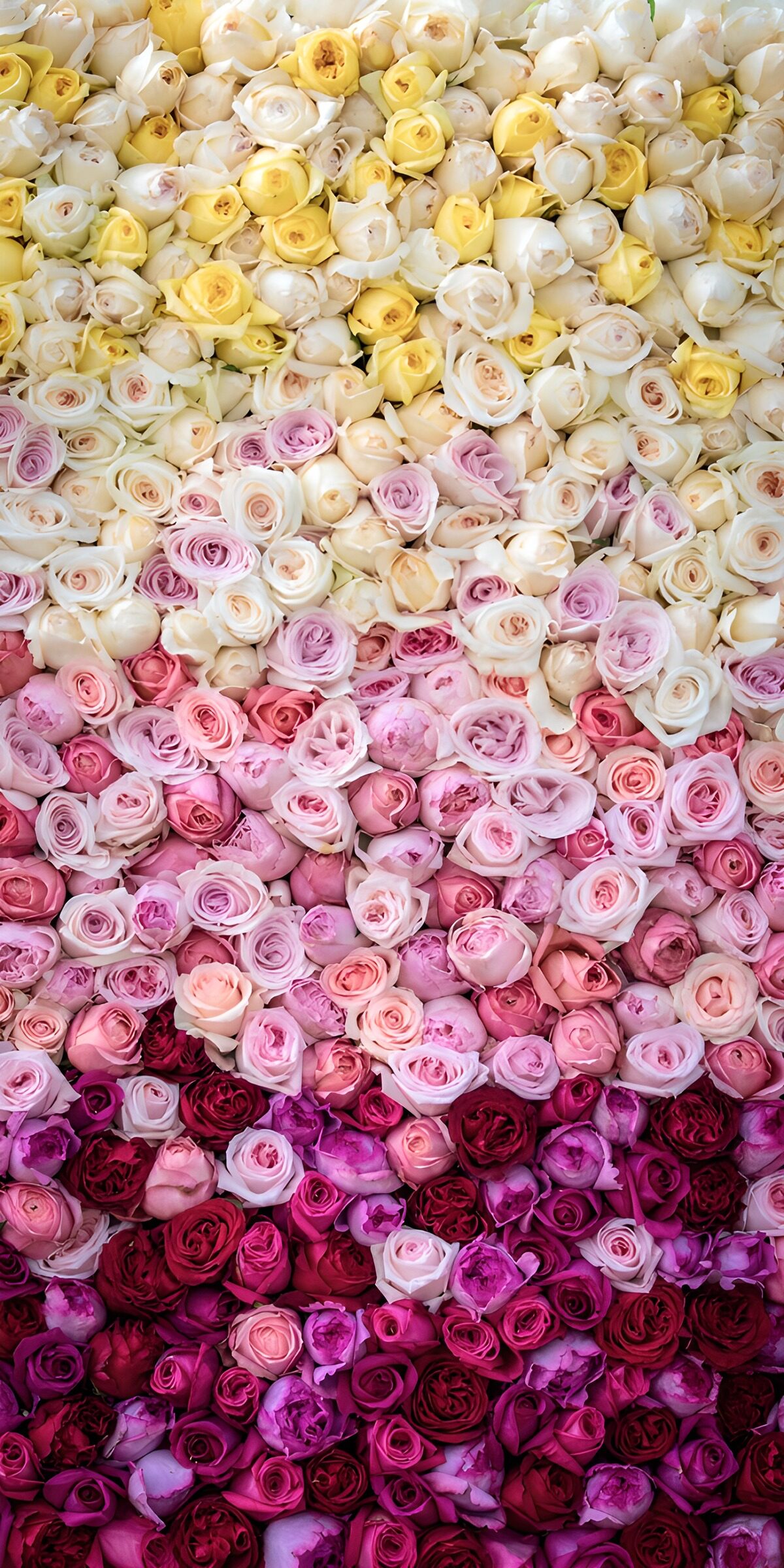 OCUK42521: Vibrant Gradient of Roses