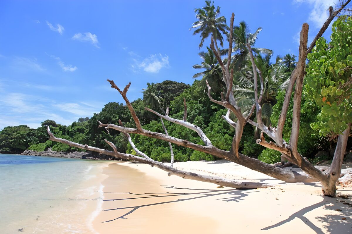 OCUK89837: Tropical Paradise with Driftwood