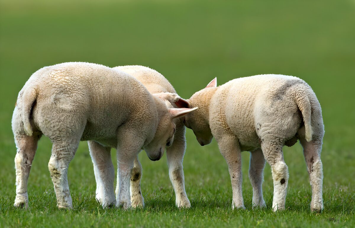 OCUK24974: Curious Lambs Exploring Together