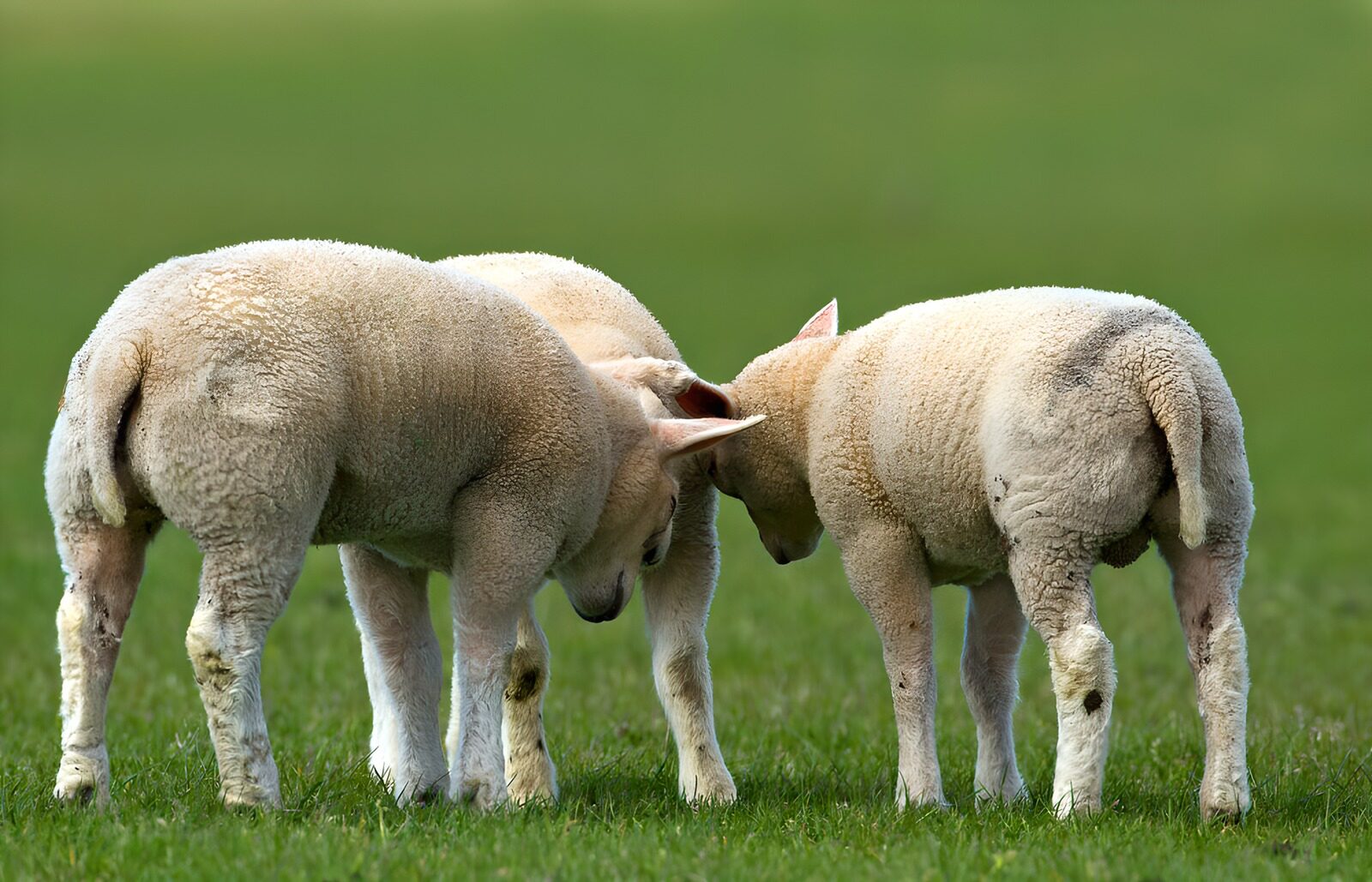 OCUK24974: Curious Lambs Exploring Together