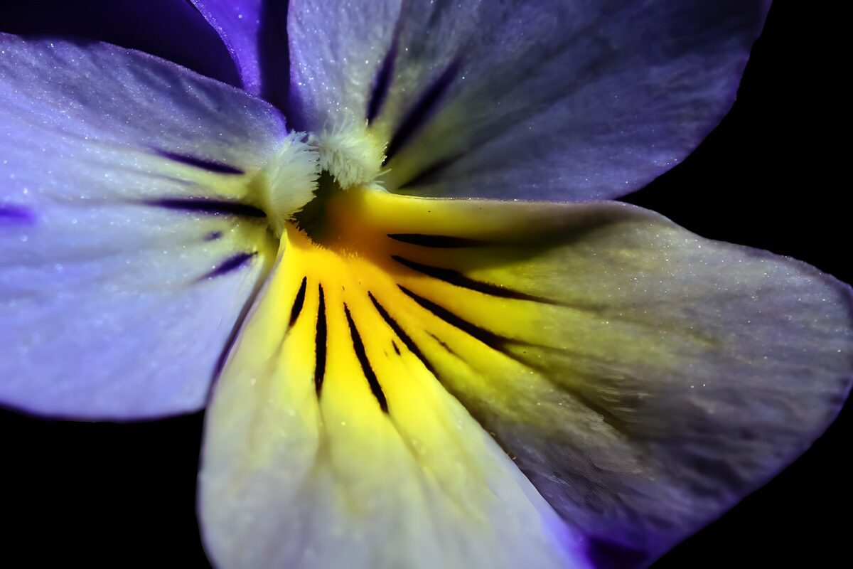 Flower photo 56
