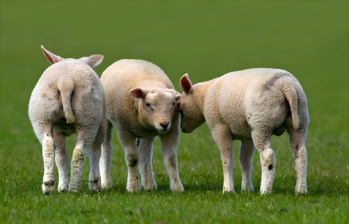OCUK90220: Playful Lambs in a Green Meadow
