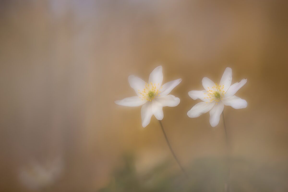 OCUK29035: Delicate White Blossoms in Soft Focus