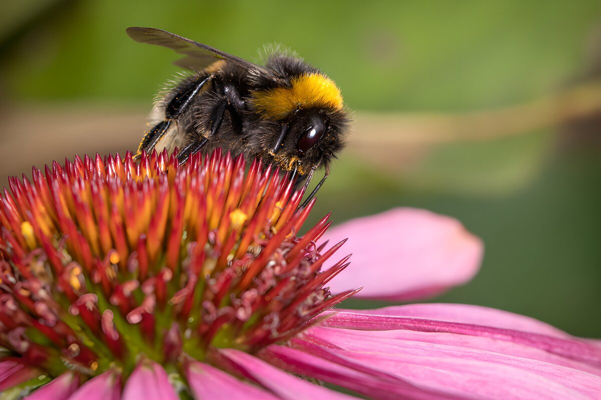 OCUK28487: Bumblebee Pollinating a Flower