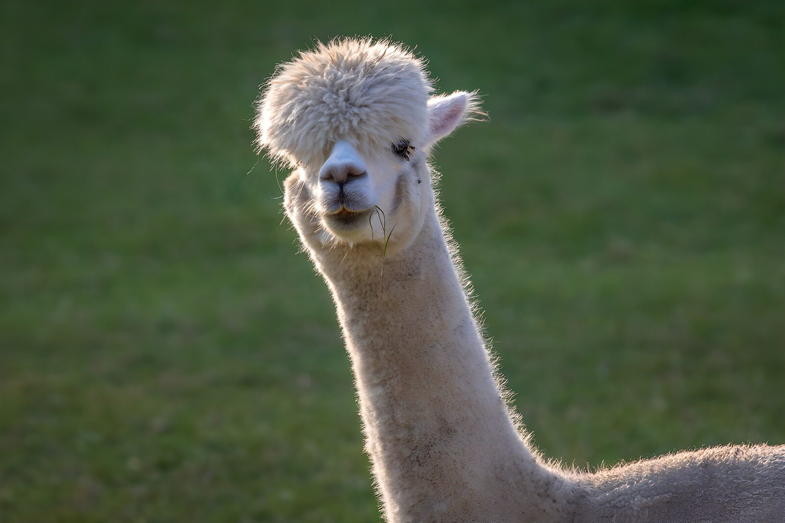 OCUK22364: Charming Alpaca with Fluffy Fur