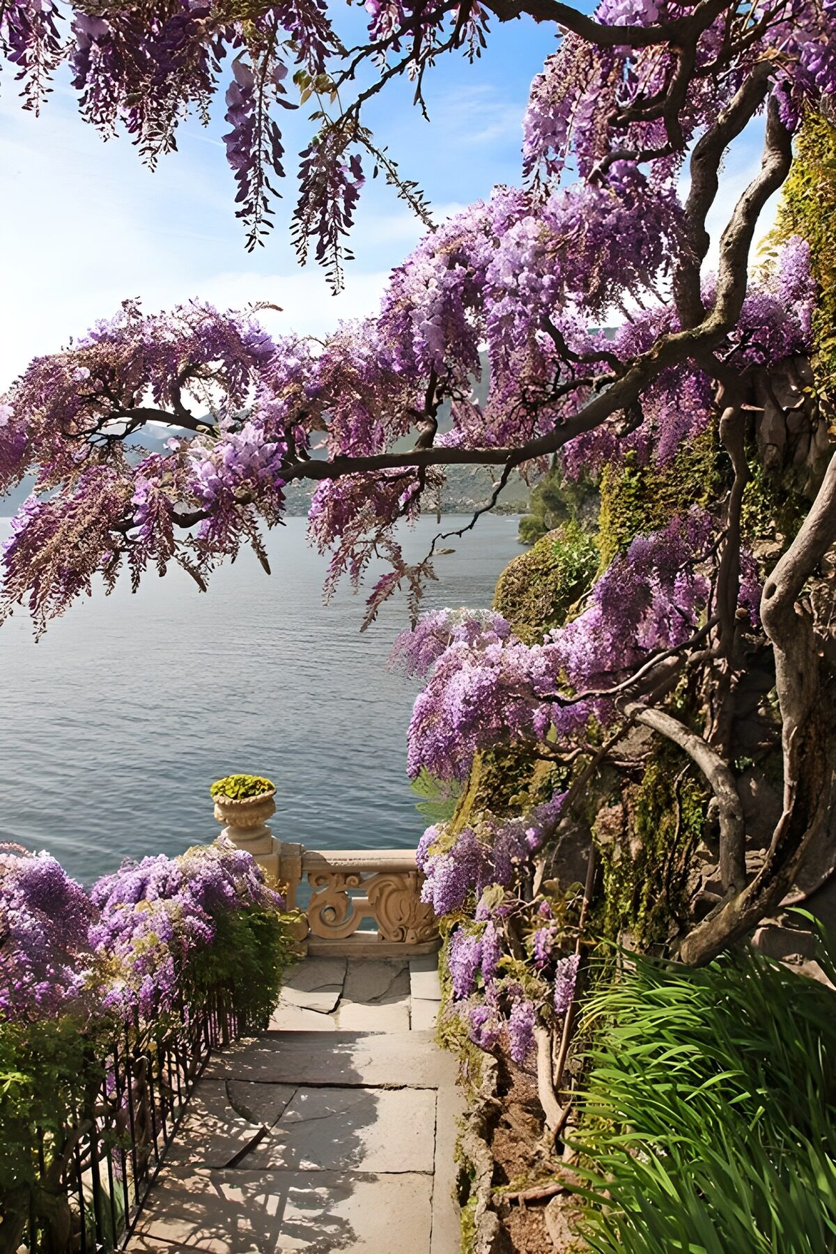 OCUK77316: View at a lake next to Wisteria Sinensis
