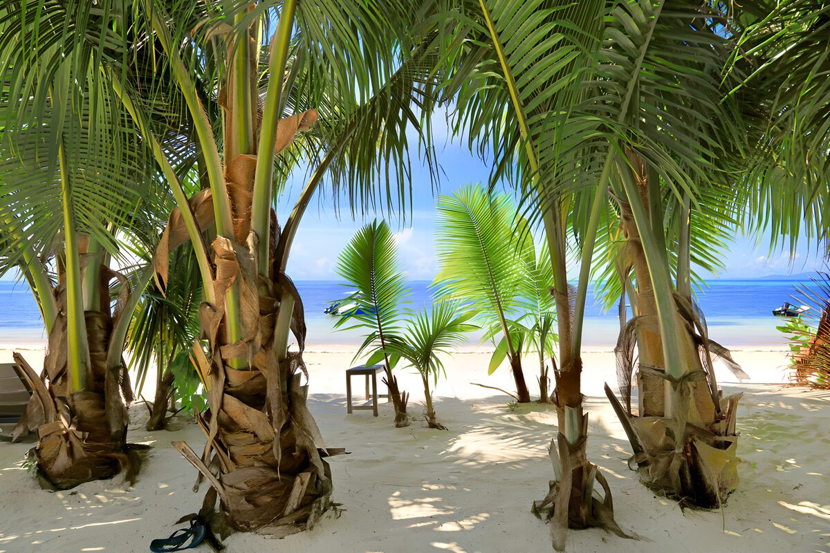 OCUK92629: Tropical Paradise Through Palm Trees
