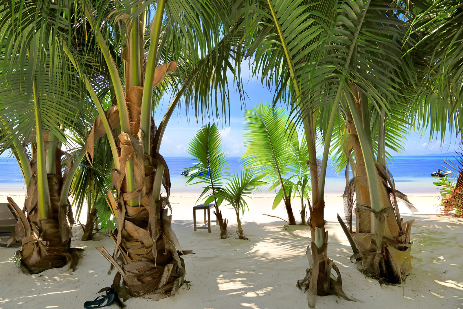OCUK92629: Tropical Paradise Through Palm Trees