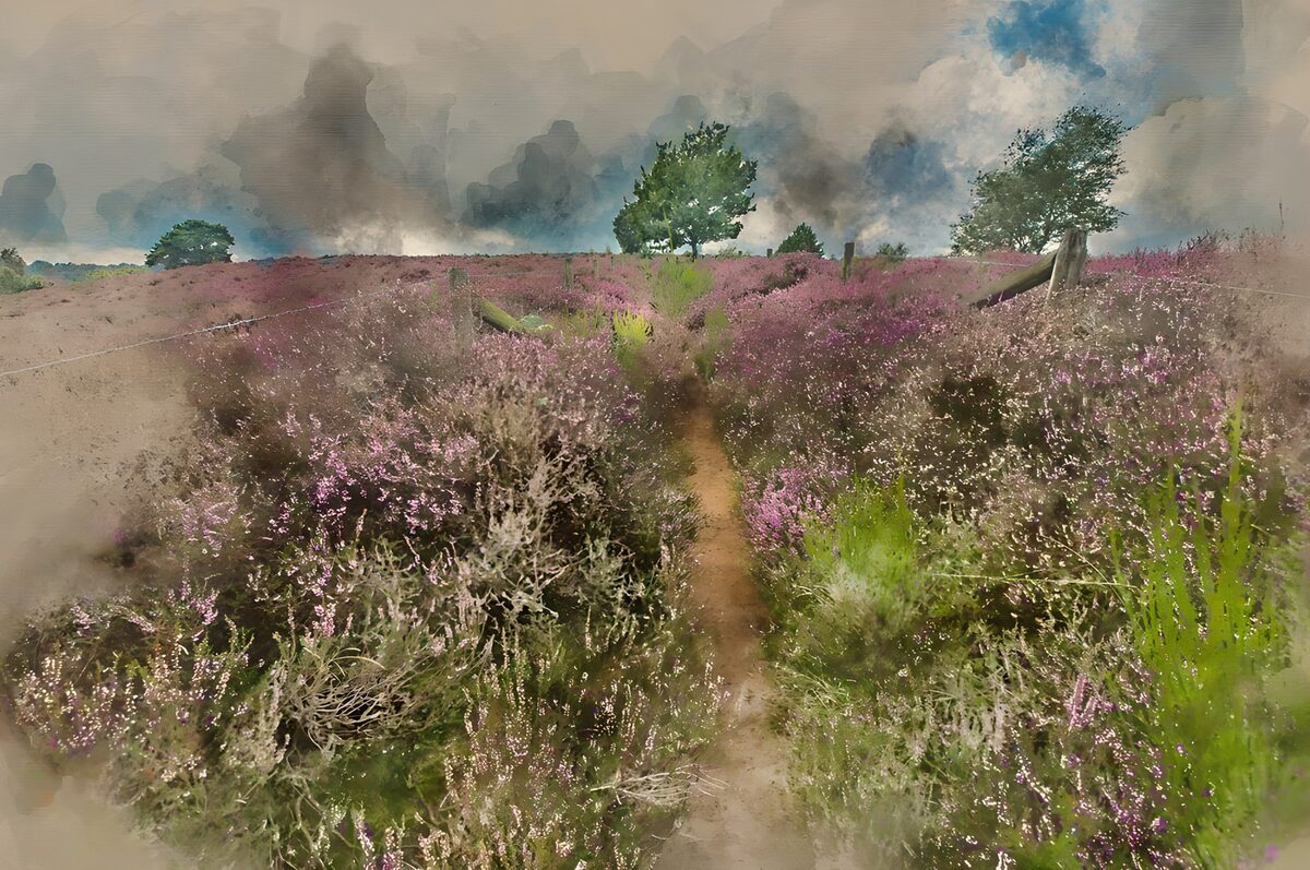 OCUK74623: Serene Heather Pathway